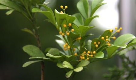 花卉米兰怎么养殖？如何让米兰花开得更艳丽