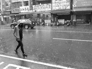 菊花淋雨后会不会枯萎？如何有效避免雨水对其造成伤害