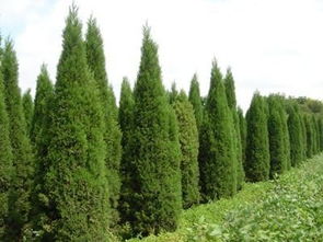 蜀桧的观赏价值