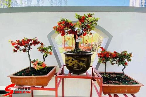 竹节海棠修剪，打造繁花似锦的家居美景
