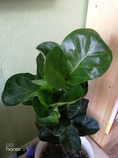 薄荷：夏日里的清凉使者