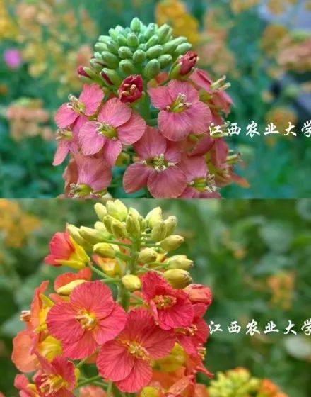 高山种菜那些事儿