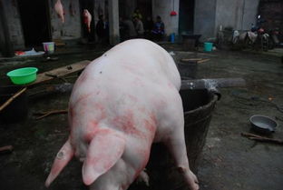 “2024年计划出栏猪XX头，寻求高效养猪模式