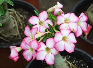 二、准备盆土——火山石与泥炭的完美搭配