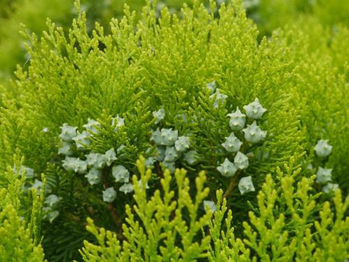 柏树， 那些绿色的守护者