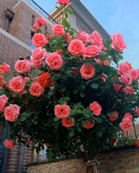 漂亮公主月季：优雅的公主