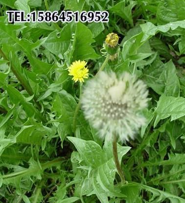 蒲公英种子种植小技巧