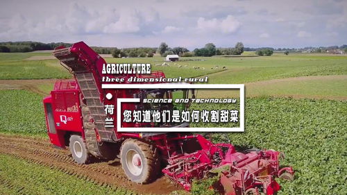 乌克兰2015年，甜菜收割工作拉开序幕