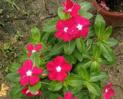 二、 土壤选择，疏松肥沃不嫩少