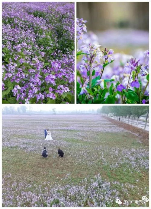 春天里的大地之歌