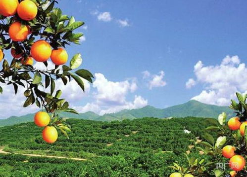 果园管理：加强管理， 提高抗病力