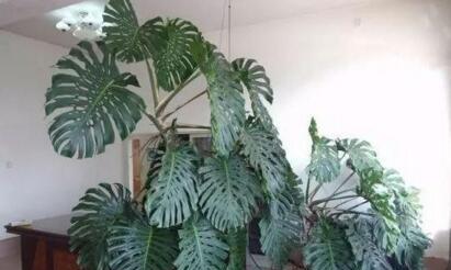 金丝猴蕨养殖指南：简易步骤与注意事项，打造理想绿植空间