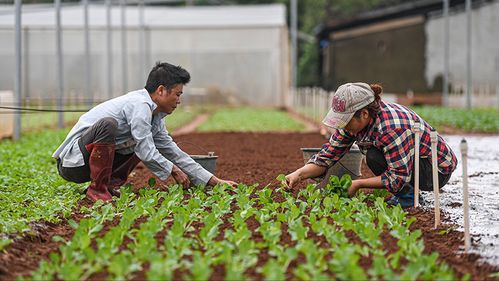 露天种植的扛把子：丝瓜