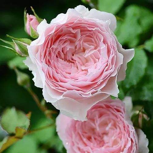 发笋后的管理学问大