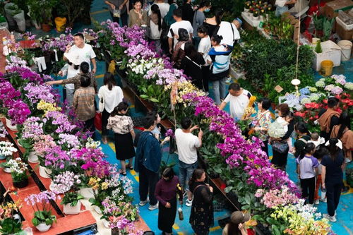 昆明花市场地址是？如何前往