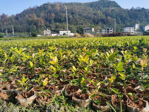 天柱县茶油种植基地：江西优质茶油，尽在一通电话！