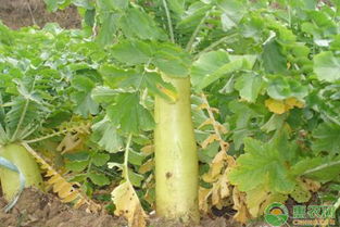 种植蔬菜， 八日份的推荐