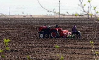 橡树播种小秘密：沙藏真的必要吗？