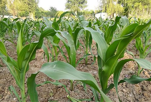 高温除草，烧苗烧叶
