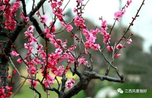 梅花清香宜人，为什么不宜放室内呢