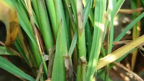 水稻怪斑的烦恼，己唑醇Neng否解忧？