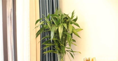 原因一：水质问题