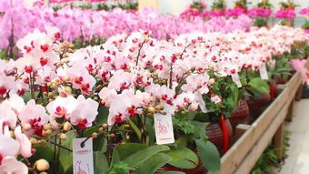 玛斯兰月季：永远的马斯兰月季Maasland Forever的花期长吗？