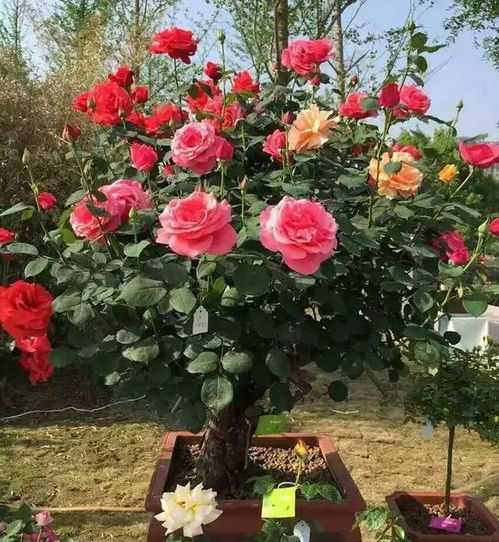 种植小技巧，你值得拥有