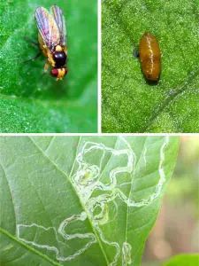 防治双翅目害虫， 农技小背篓推荐使用多种药剂