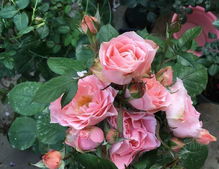 月季花开，抖音记录美好