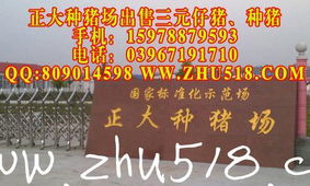 商水县今日生猪价格是多少？商水县生猪市场行情如何？