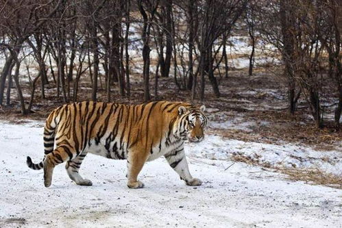 特点一：神奇的生长嫩力