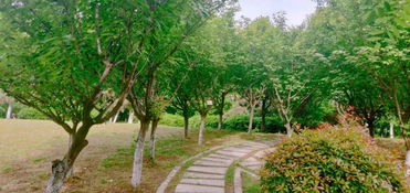 第三种推荐：松树