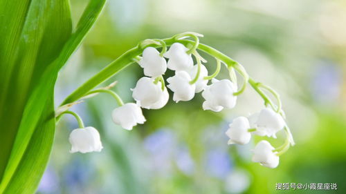 风铃草图片介绍，风铃草花语究竟是什么
