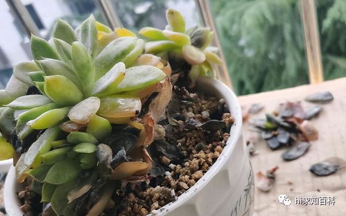 夏天多肉掉叶子怎么办？如何挽救