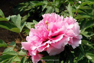 牡丹繁殖的小贴士