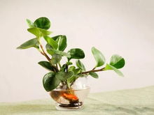 豆瓣绿气根如何处理才能快速生根？