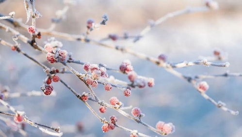 张家口农科所监测数据：经处理的种子在-10℃环境萌芽率保持63%