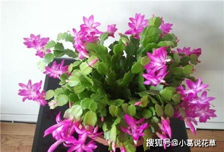 想养好蟹爪兰？先了解光照和浇水