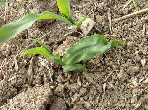 除草剂种类和作用