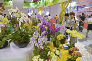 蝴蝶兰：吉祥的招桃花花卉