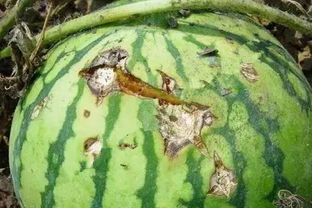 先说毗唑醚菌酯