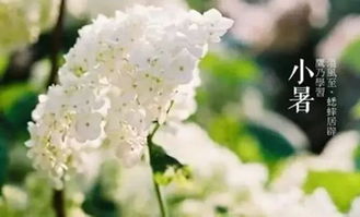 大暑的炎热与夏腊梅的宁静