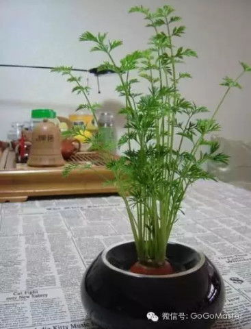 黄金枫盆栽养殖指南：风水禁忌全解析，提升家居美观与和谐