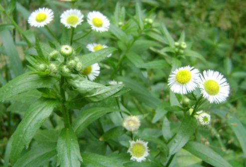 草坪种类与分类