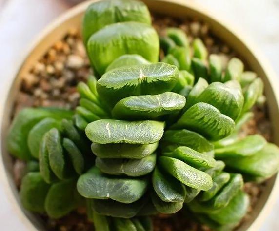 春季最佳种植，秋季换盆最宜