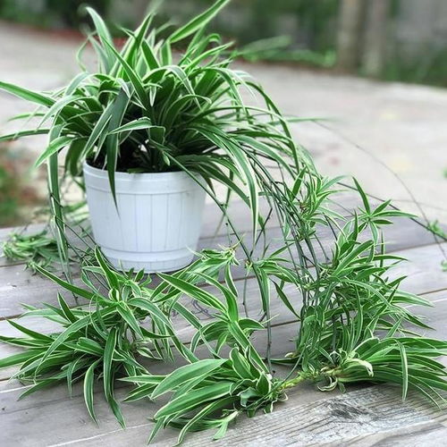 吊兰喜光但怕晒，养护要点全攻略！