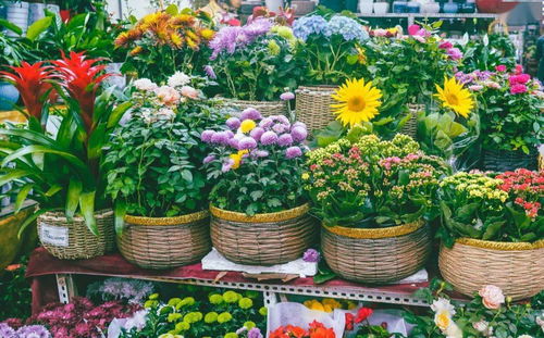 如何抵达：乘坐公交，感受花香