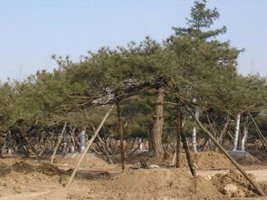 落叶松幼苗虫害