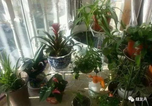 啤酒水养花，一举两得